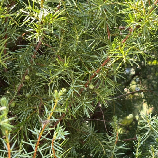 Muka Spirits -Recovery Ficus Gin-(リカバリー・フィカスジン)700ml