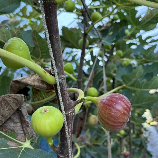 Muka Spirits -Recovery Ficus Gin-（リカバリー・フィカスジン）700ml【ギフトBOX入り】