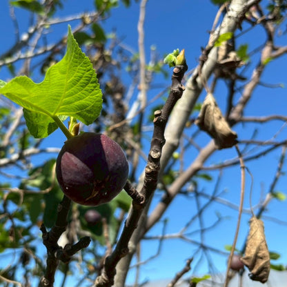 Muka Spirits -Recovery Ficus Gin-（リカバリー・フィカスジン）700ml【ギフトBOX入り】