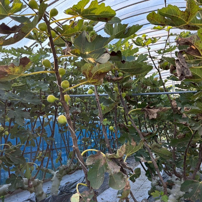 Muka Spirits -Recovery Ficus Gin-（リカバリー・フィカスジン）700ml