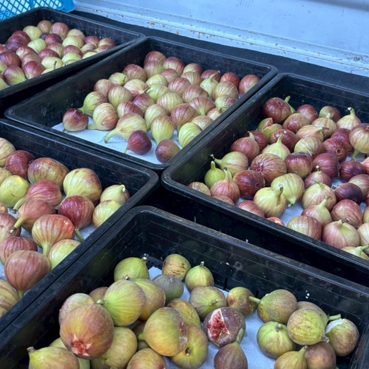 Muka Spirits -Recovery Ficus Gin-（リカバリー・フィカスジン）700ml