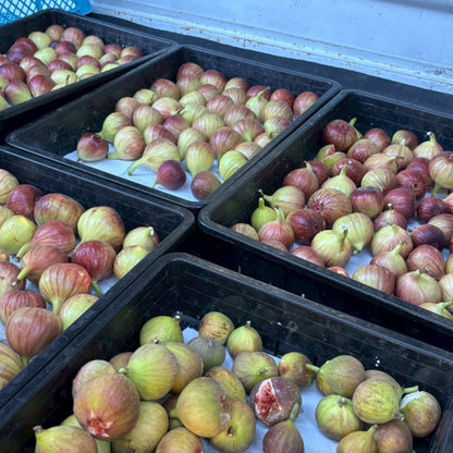 Muka Spirits -Recovery Ficus Gin-（リカバリー・フィカスジン）700ml